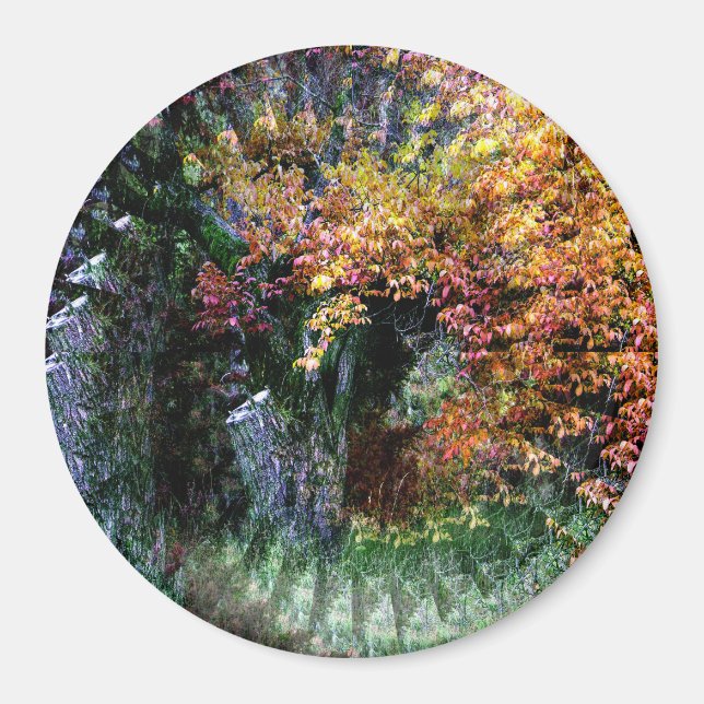 Gamla Oak Träd..... Magnet (Framsidan)