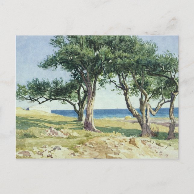 Gamla Olive Träd, Bordighera Vykort (Framsida)