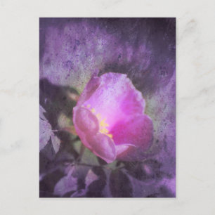 Gamla rosa ros, lila struktur vykort