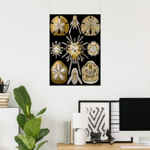 Gamla Sand Dollars Sea Urchins av Ernst Haeckel Poster