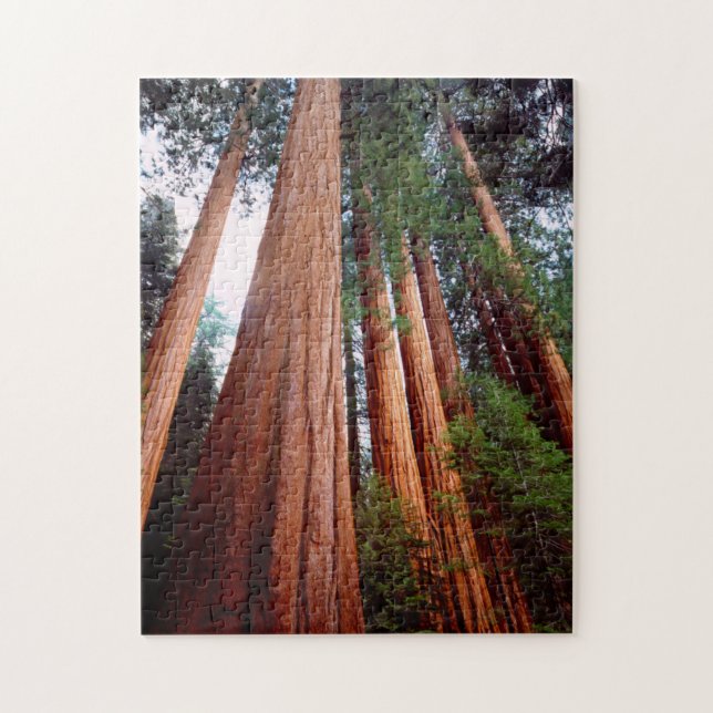 Gamla Sequoia Redwood-träd Pussel (Vertikal)