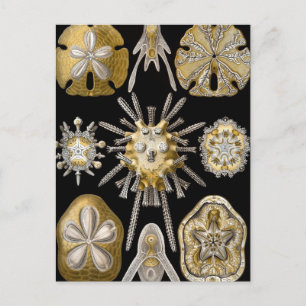 Gamla sjöborrar sanddollar av Ernst Haeckel Vykort