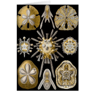 Gamla sjöborrar sanddollarer av Ernst Haeckel Hälsningskort