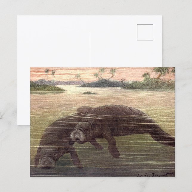 Gamla sjökor, marina däggdjur vykort (Fram/baksida)