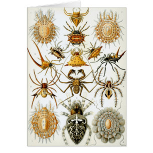 Gamla spindlar eller spindeldjur av Ernst Haeckel Hälsningskort