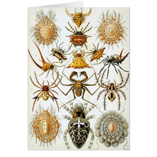 Gamla spindlar eller spindeldjur av Ernst Haeckel Hälsningskort (Framsidan)