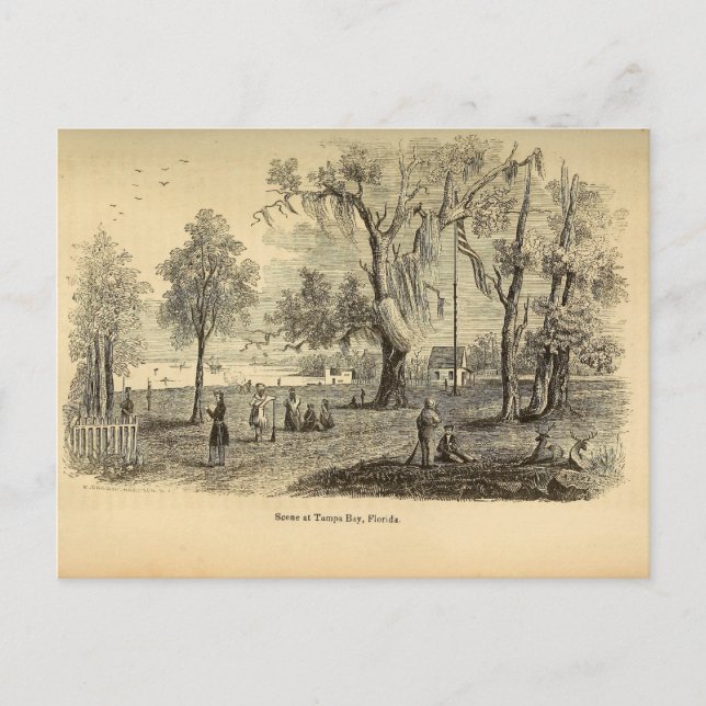 Gamla Tampa Bay Vykort (Framsida)