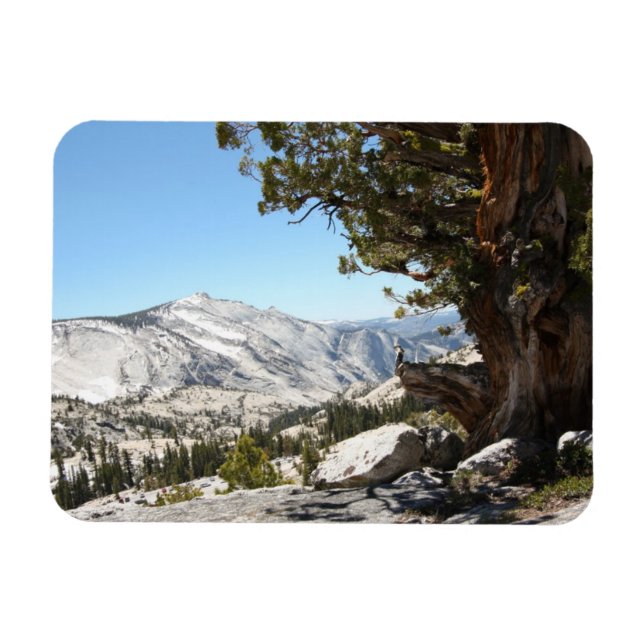 Gamla Träd i Yosemite nationalpark Magnet (Horisontell)