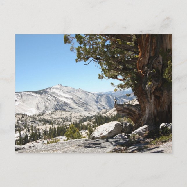 Gamla Träd i Yosemite nationalpark Vykort (Framsida)