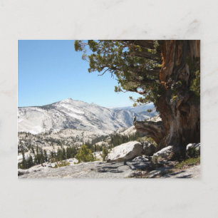 Gamla Träd i Yosemite nationalpark Vykort