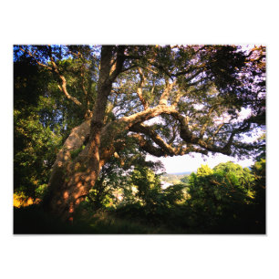 Gamla Träd Kodak Professionell Photo Papper (satan Fototryck