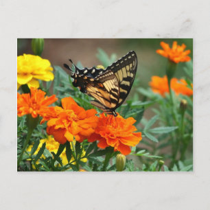 Gamla världssvanselfjäril Papilio Machaon Vykort
