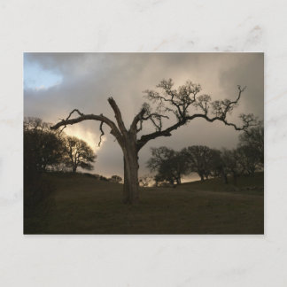 Gamla Winter Oak Vykort