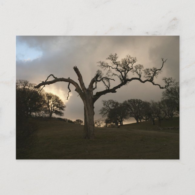 Gamla Winter Oak Vykort (Framsida)