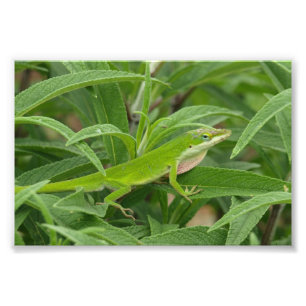 Gamla World Lizard alias Chameleon Fototryck