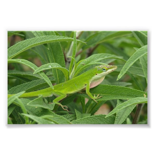 Gamla World Lizard alias Chameleon Fototryck (Framsidan)