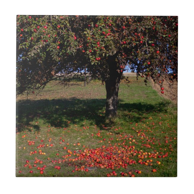 Gamle Apple Träd Kakelplatta (Framsidan)