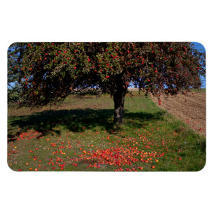 Gamle Apple Träd Magnet
