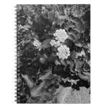 Gamle Flowers spiral