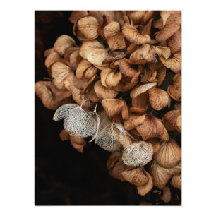 Gammad Hydrangea Fototryck