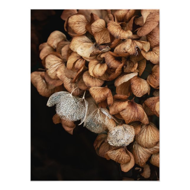 Gammad Hydrangea Fototryck (Framsidan)