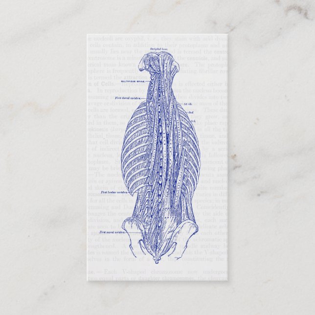 Gammal anatomiillustration baksidaen visitkort (Framsida)