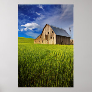 Gammal Barn omringad av Vår Wheat Fält 1 Poster