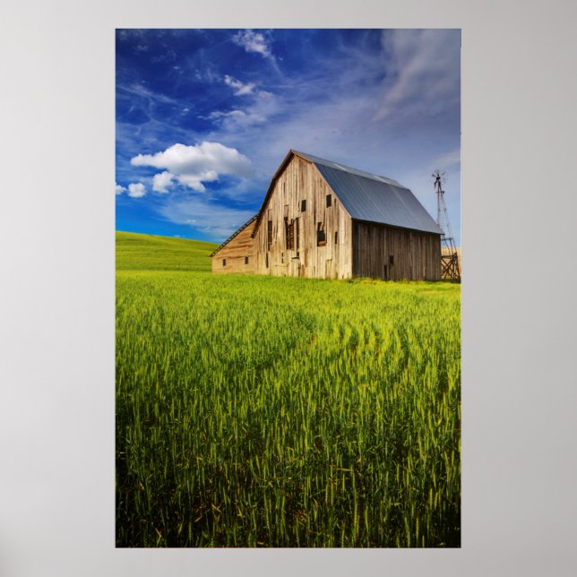 Gammal Barn omringad av Vår Wheat Fält 1 Poster (Framsidan)