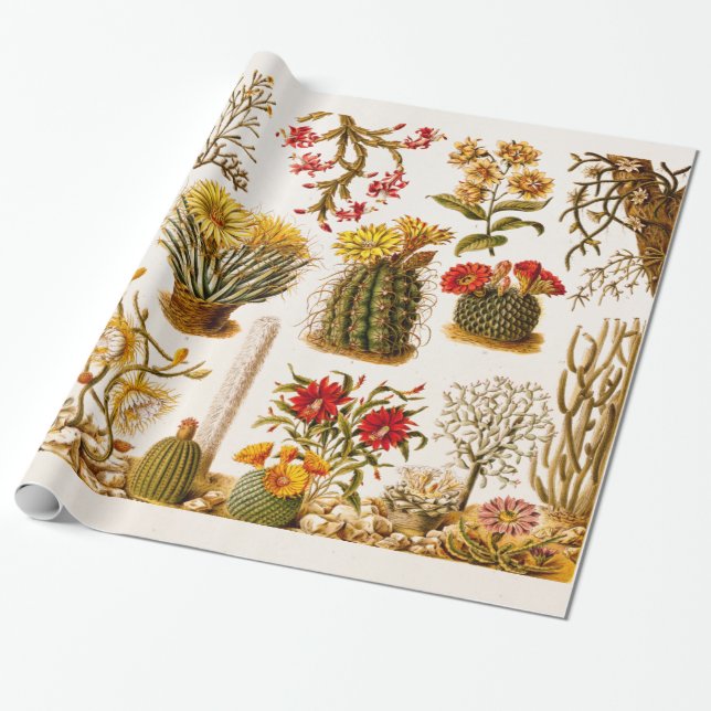 Gammal blom- illustration 1911 för presentpapper (Utrullad)