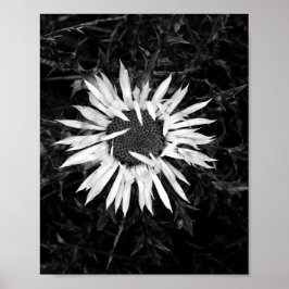 Gammal blomma poster