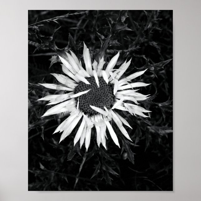 Gammal blomma poster (Framsidan)