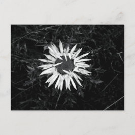Gammal blomma vykort
