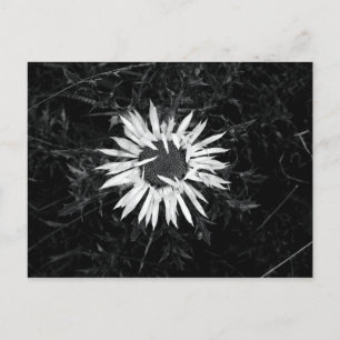Gammal blomma vykort