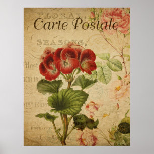 Gammal Botanisk Plansch - Fransk Pelargonium Poster