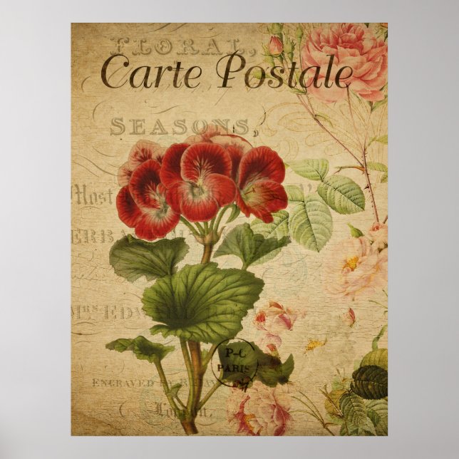 Gammal Botanisk Plansch - Fransk Pelargonium Poster (Framsidan)