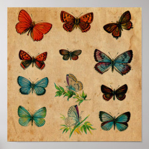 Gammal Butterfly Antique Collection Poster