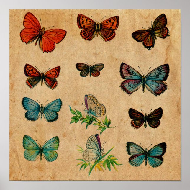 Gammal Butterfly Antique Collection Poster (Framsidan)