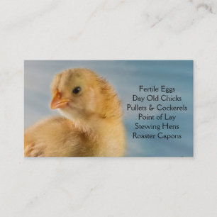 Gammal chick för dag - lagrar eller visitkort