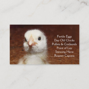Gammal chick för dag - lagrar eller visitkort