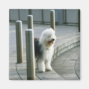 Gammal engelsk fårhund 2 magnet