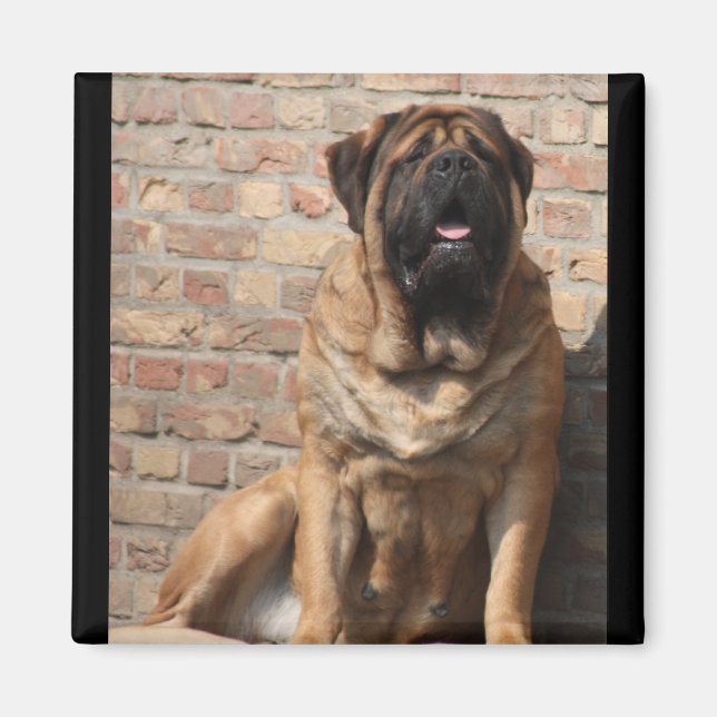 gammal engelsk Mastiff Magnet (Framsidan)