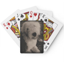 Gammal engelsk Sheepdog för vintage