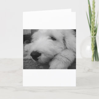 Gammal engelsk Sheepdog Kort