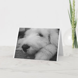 Gammal engelsk Sheepdog Kort