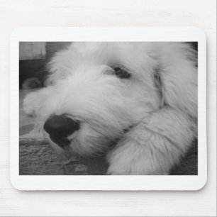 Gammal engelsk Sheepdog Musmatta