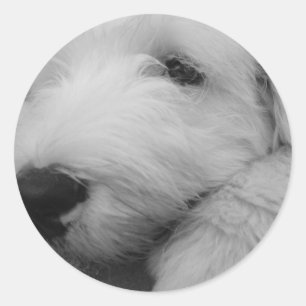 Gammal engelsk Sheepdog Runt Klistermärke
