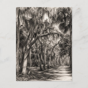Gammal Florida-ek hammock grafit skiss Rockledg Vykort