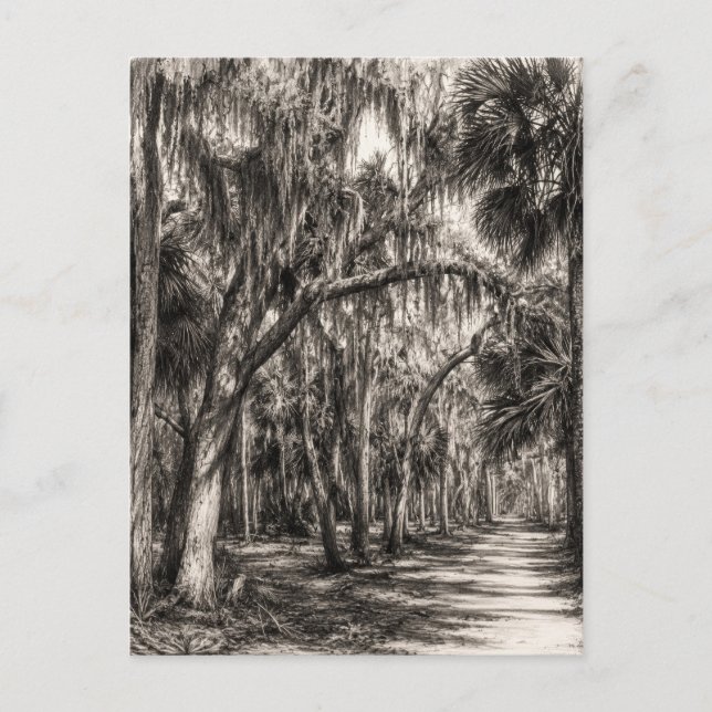 Gammal Florida-ek hammock grafit skiss | Rockledg Vykort (Framsida)