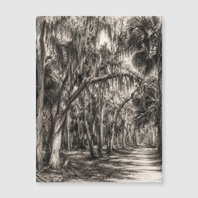 Gammal Florida Oak Hammock Grafit Skiss | Rockledg (Framsida)