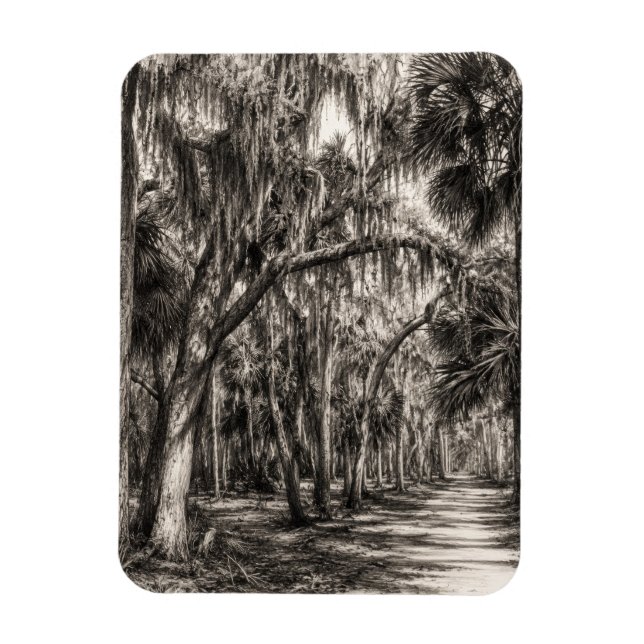 Gammal Florida Oak Hammock Grafit Skiss | Rockledg Magnet (Vertikal)
